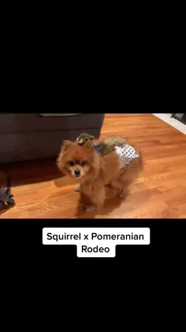 Squirrel riding on pomeranian dog #dog #rodeo #squirrel
