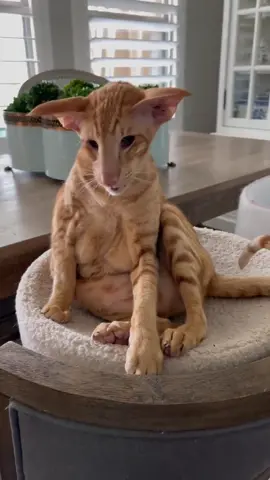 He needs a part in Star Wars @oriental_shorthair_squad #starwars #catlove #pets
