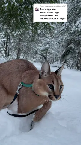 Ответ пользователю @jotaro757  да, как воробьи. А взрослые — как скворцы 🐾 How a caracal chirps #каракал #caracal #catsoftiktok #котик #catlover #bigcat #кошки