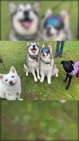 Ok this is thr perfect song for #adventureswithfriends @sequoiathehusky @m.m.mckee @pnw_hiking_trio #dogsofttiktok #dogfriends #dogfun