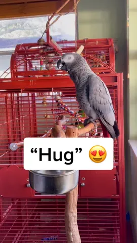 He’s an actual baby 🫂 #talkingparrot #africangrey #parrot #bird #birdsoftiktok #birb #cute #hug