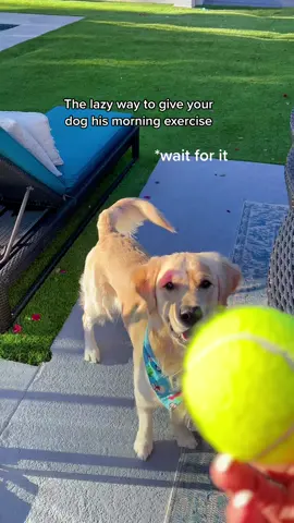 And then we do it again!  #goldenretriever #fun #missionimpossible #lazymorning