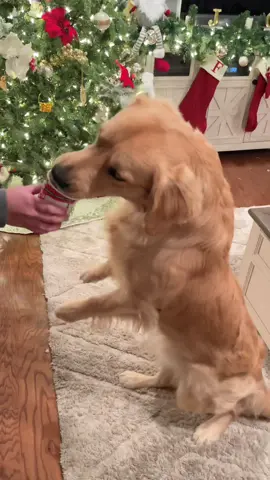 Am T-REX #fyp #foryoupage #dogsofttiktok