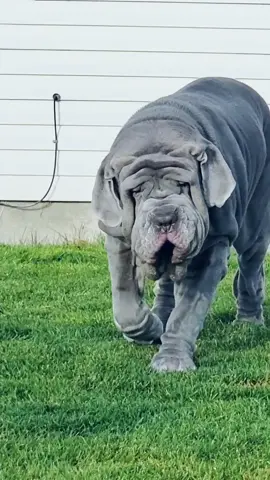 Would you love me? I'd love me. I'd love me hard. #sus #ceoofwrinkles  #fyp  #dogsoftiktok #buffalobill