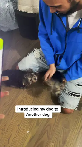 #fyp #dog #dogtiktok #yorkiesoftiktok #viral