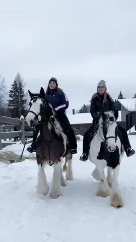 Tinker mares @libontova #тинкер #конь #конюшня #коннаяпрогулка #лошади #галоп #horse #piebald #tinker #irishcob #horseoftiktok #equestrian #pferde