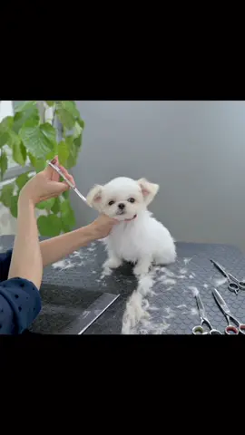 はじめてのトリミング頑張ったね🥰💜　#トリミング #チワワ #シーズー #chihuahua #shihtzu #puppy #犬