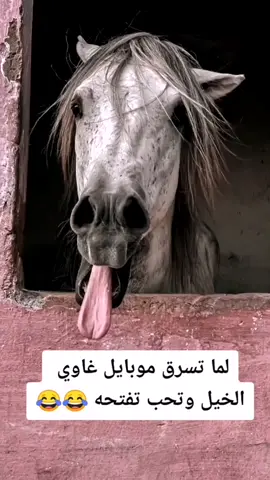 #الخيل_العربي_الاصيل