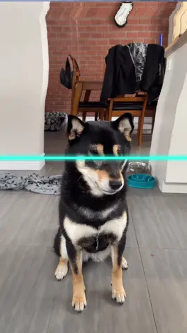 #TimeWarpScan #dogwarp #doge #shiba #funny #fyp