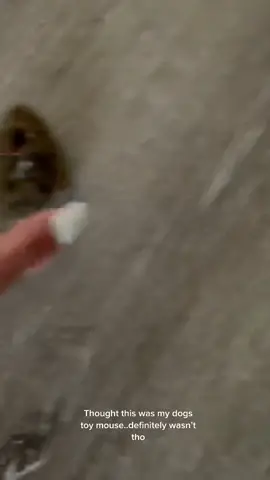 #animals #fieldmouse #fyp #nature #cute #animalsoftiktok #animallover