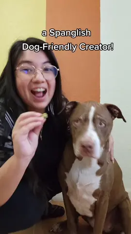 Allow me to reintroduce myself. 🧡 #spanglishtiktok #dogfriendly #pitlabmix #latinxcreators