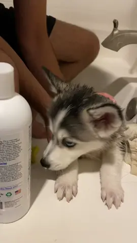 ❤️#pomsky