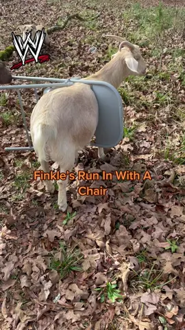 #finkleisfine#finklegetsunstuck#playfulpets #nosygoats #goats#backyardcrawfishshenanigans #goatsoftiktoks
