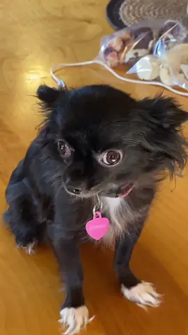 Pepsi Puddin 😳❤️ #boostofhope #pets #dogs