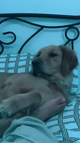 la bestia #goldenretriever #lulurose #fyp