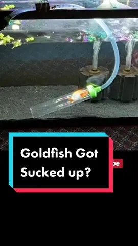 The little fella is doing just fine now, this does not happen very often to me. #fish #goldfish #aquarium