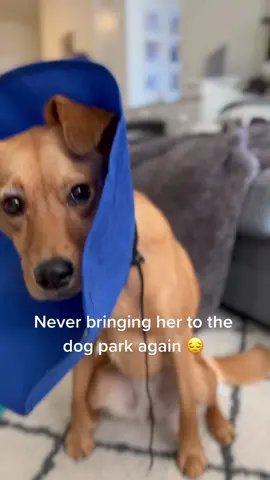 Dog parks are the worst 😢
