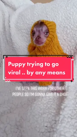 Will do anything for tiktok views. Don’t tell my dad.   #hairlesschihuahua #hairlesspuppy #chihuahuapuppy #chihuahuasofinstagram #hairlesschihuahuasofinstagram #xoloitzcuintli #xoloitzcuintlisofinstagram #hairlessbreed #puppylove #chihuahua #xolopuppy #puppiesofinstagram #followmydog #nekkeddog #hairlessdog #gremlindog #babywerewolf #animallover #chihuahuasoftiktok #puppiesoftiktok #dogbutt #viralpuppy #uniquepuppy #dogsoftiktok