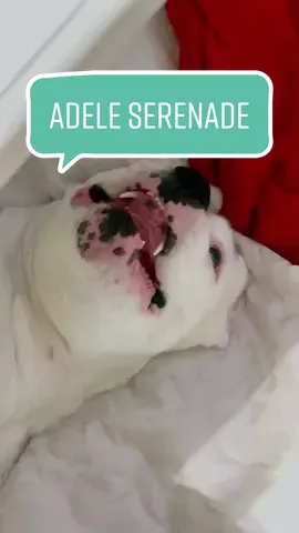 She’s clearly proud of herself 😉 #funnydogs #hello #serenade #caughtsinging #doghumor
