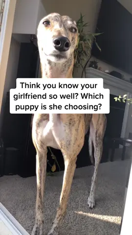 🤔🤔🤔 #dogs #dog #dogsofttiktok #fyp