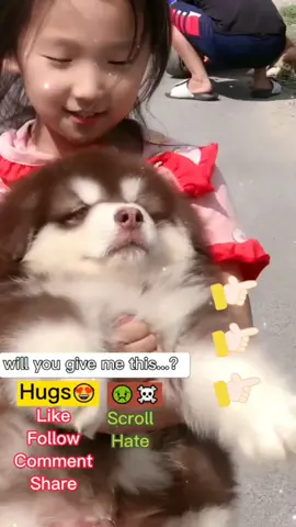 #greenscreenvideo Do you like us ?#dog #pet #cute