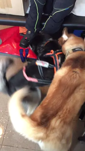 They meet each other for the first time Itachi the Brown Husky is 12 months and the Black Husky 16 month the dominant behavior at a young age. #fyp