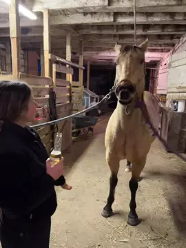 Duncan trying his first corona #quarterhorsesoftiktok