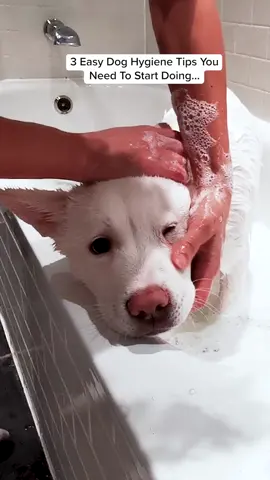 3 Easy Dog Hygiene Tips You Need To Know! 🧼#petlab #petlabco #doghygiene #dogtips #dogtok