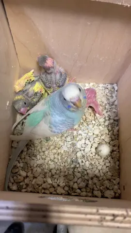 Watch these babies grow up! #budgie #budgies #parakeet #parakeets #animal #animals #cute #fyp #foryou #youpage #fypage #bird #birds #growingup #tiktok