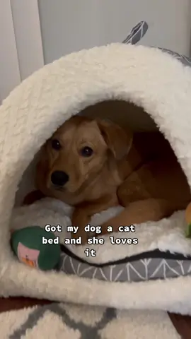 My dog is now a cat