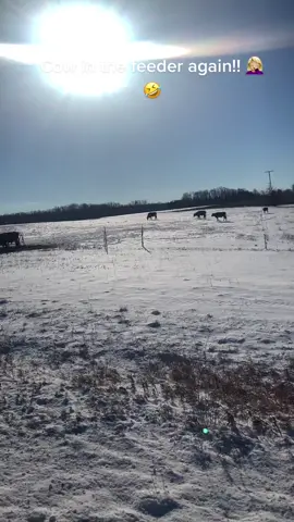 #cows #hayfeeder #stuck #farmlife