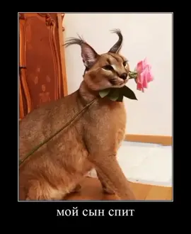 #CapCut  я вернула это аккаунт!