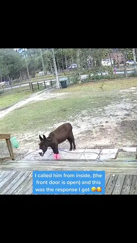 #montethesingingdonkey being the cutest stalker. #emptybowlblues #donkeysoftiktok #donkeybray #donkeytok #longears #fyp #happyboy #texas