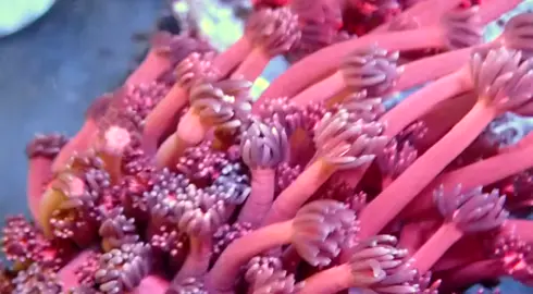 red Goniopora #laut #nemodory #reefbuilders #rimpods #allmymoneygoestocorals #coral #marinetank #reeflife #anemone #marinetanknemo