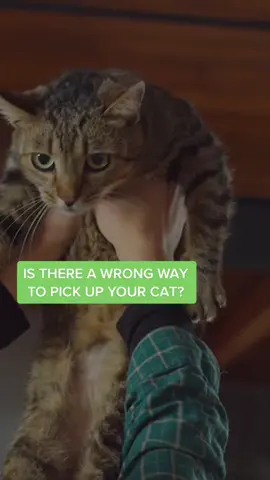 If they look uncomfortable, they probably are   #PetsOfTikTok #catsoftiktok #LearnOnTikTok