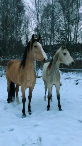 Akal teke x Irish sport horse cross on the left and a Polish sport horse on the right. #sporthorse #horselife #babyhorse #dial #buckskinhorse #koń