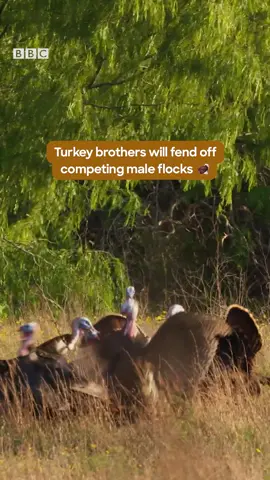 Gotta put me first 🦃 #animalsoftiktok #animalmonth