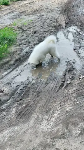 How I ended up in this situation?🤦🏼‍♀️            #samoyed #samoyedsoftiktok #samoyedpuppy #samoyeddog #fluffydog #samoyedo #fluff #dog #dogsofttikt