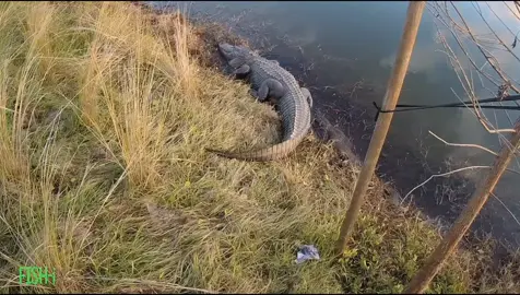 NEVER approach a gator! #Florida #Coexisting #Nature #Fishing #fyp