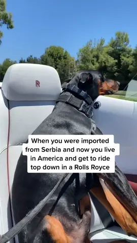 and your mom is a crazy 24 year old with no kids🤪 #doberman #PetsOfTikTok #fyp