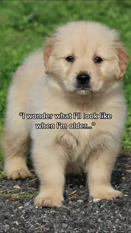 Was anyone expecting that? 🐾 #fyp #foryoupage #dogsofttiktok