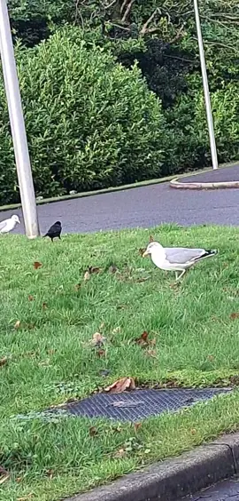 #seagull #seagullsoftiktok #wooglobe #fypシ