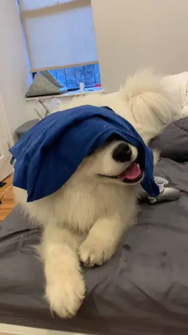 Incredibly intelligent doggo🤪🥲 Does your pup know how to take a towel off their head? They say only the smart ones do🤣🤣🥲