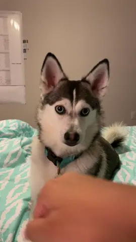 Fist bump 👊🏼🐶