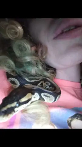 #python #ghost #snake #fyp   #viral #snakes #ballpython  #morph #pythonmorphs #TeamPicassoDaPython #selfieking #notshy