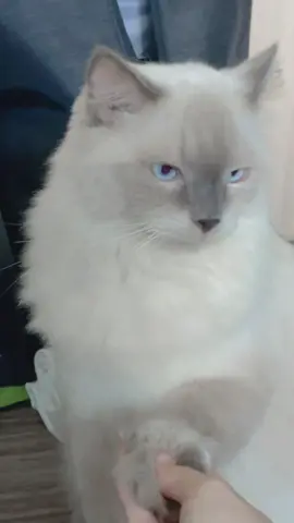 So reluctant to do tricks 😒 #catsoftiktok #tiktokcats