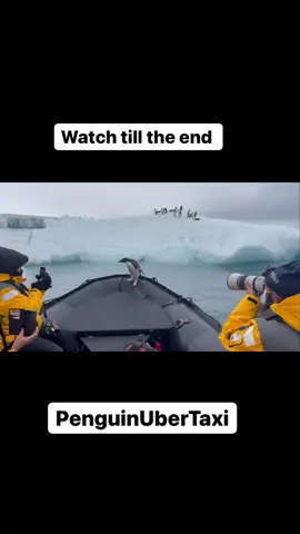 Penguin jumped aboard whilst on the run from a leopard seal! 🐧🦭 taken to safety with his friends 🖤 via silverphotography.ru / IG #penguin #animals