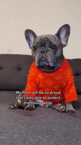 What did you do today? #dogsofttiktok #frenchiesoftiktok #fyp