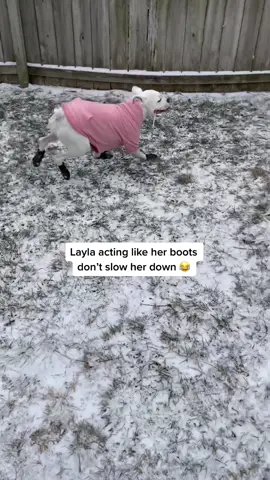 Layla loves her snow days ❄️ #fastafboi #funnydogs #boxerdog #dogsinsnow #aussie #whiteboxer #doghumor