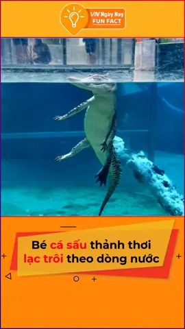 Hóa ra bấy lâu nay chúng ta đều bị lũ này nó lừa sao #vnnn #vnnnfunfact #tiktoknews #animals #onhaxemtin #tethungkhoi #tiktoktet2022 #foryou #fyp